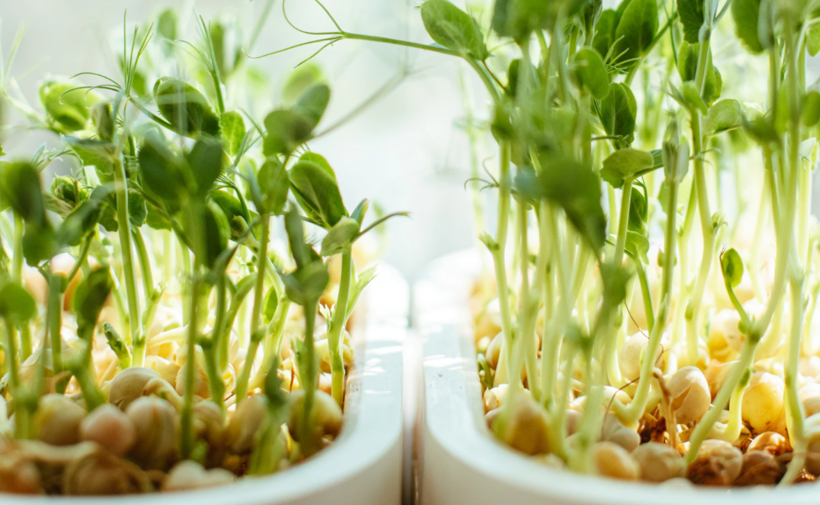 Some Sprouts can be eaten! Try growing microgreens for a nutritious meal.