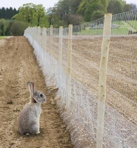 Bunny thinking about getting through fence
