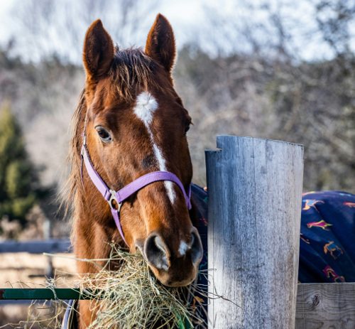 Horse eating hay