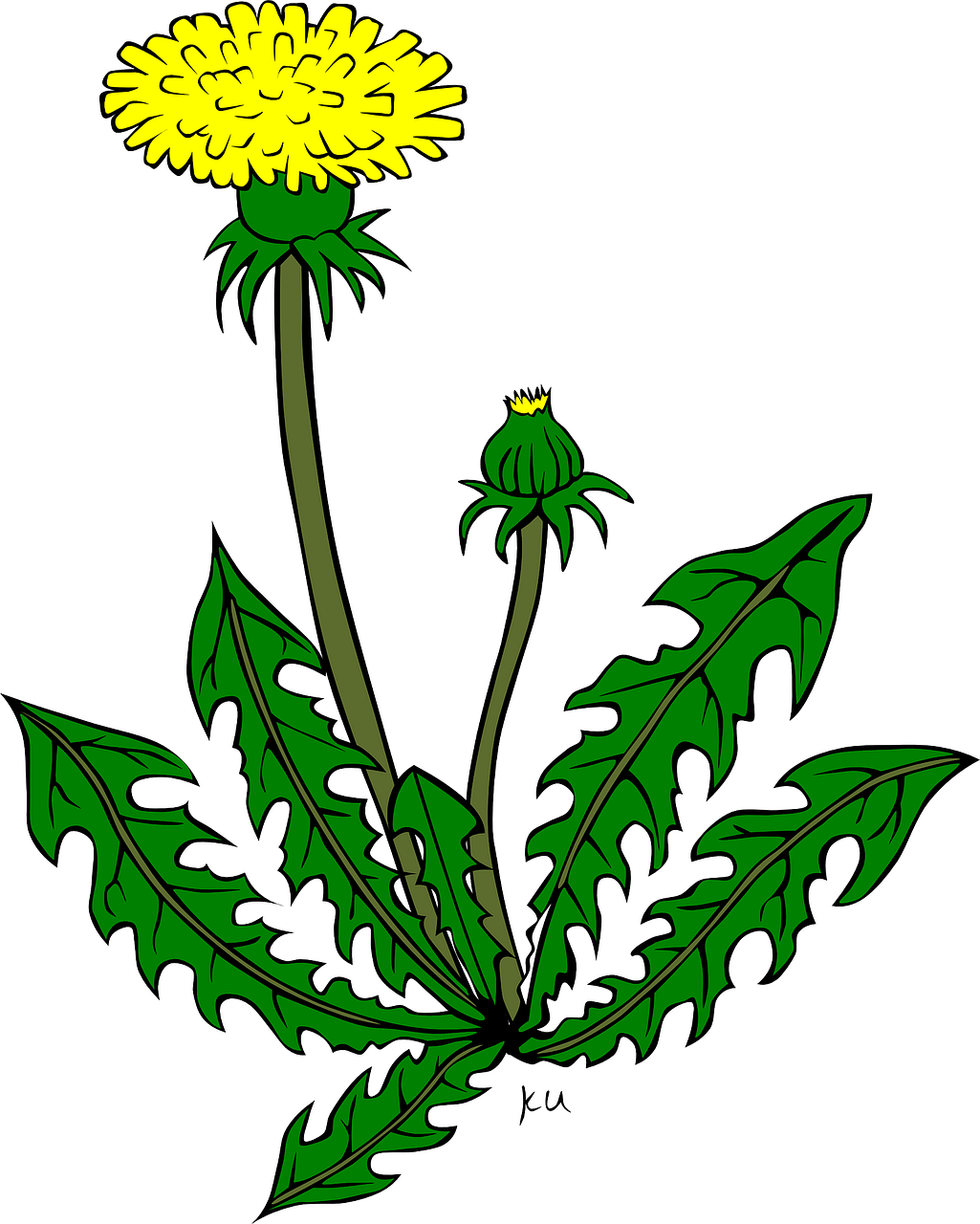 dandelion