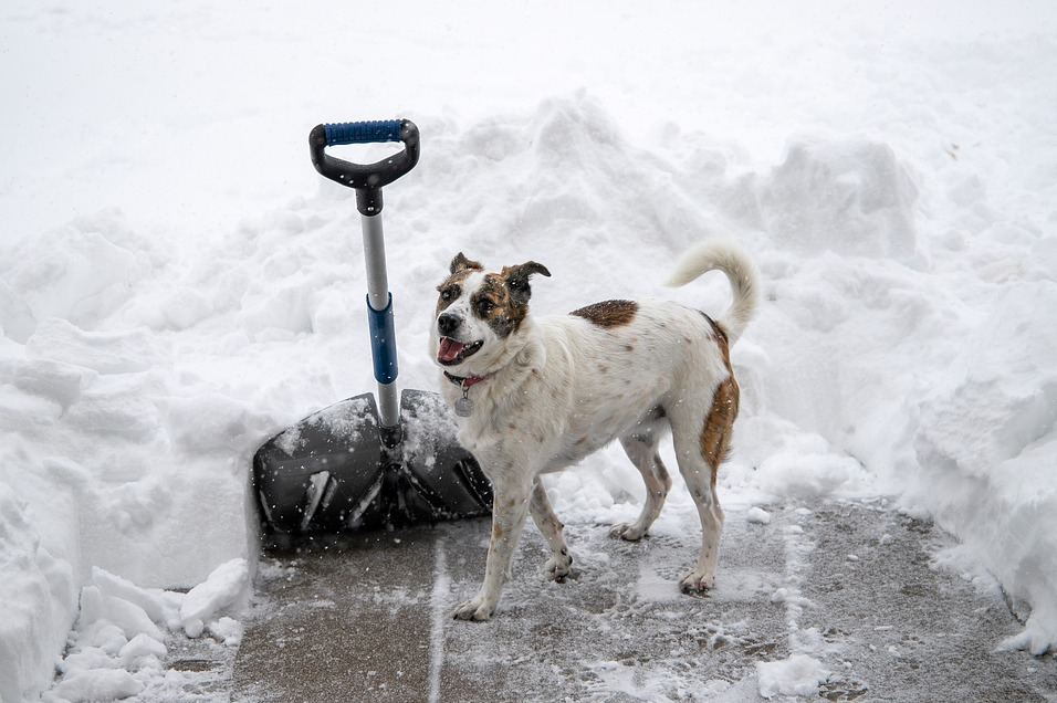 Take care of your pets this winter! Take care of your pets this winter!
