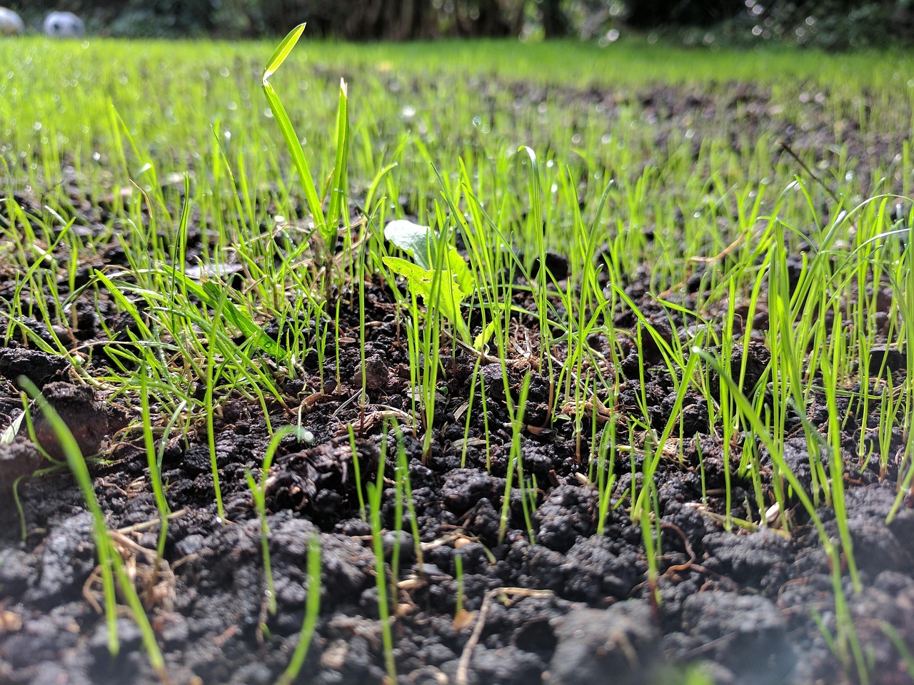 Grass Seed Emerging
