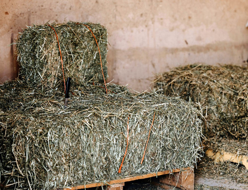 Hay on pallet