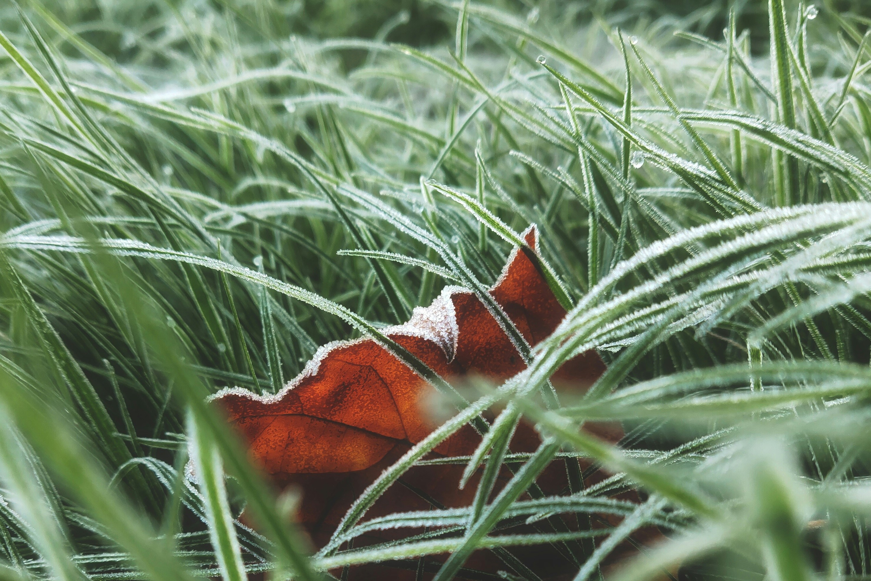 Frosty lawn