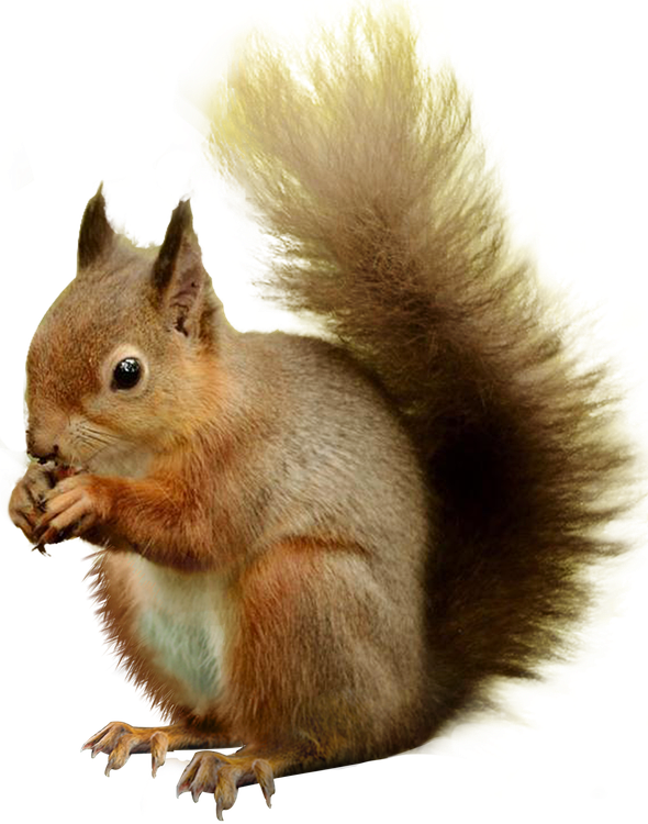 squirrel