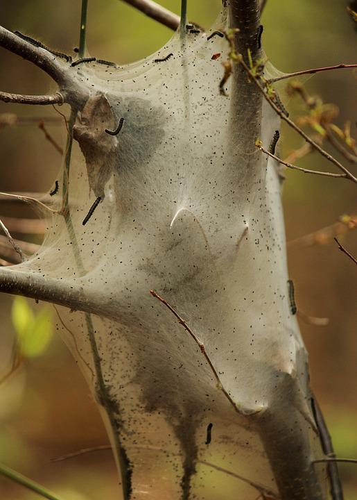 Tent Caterpillars will be affected by both Bt and Spinosad.