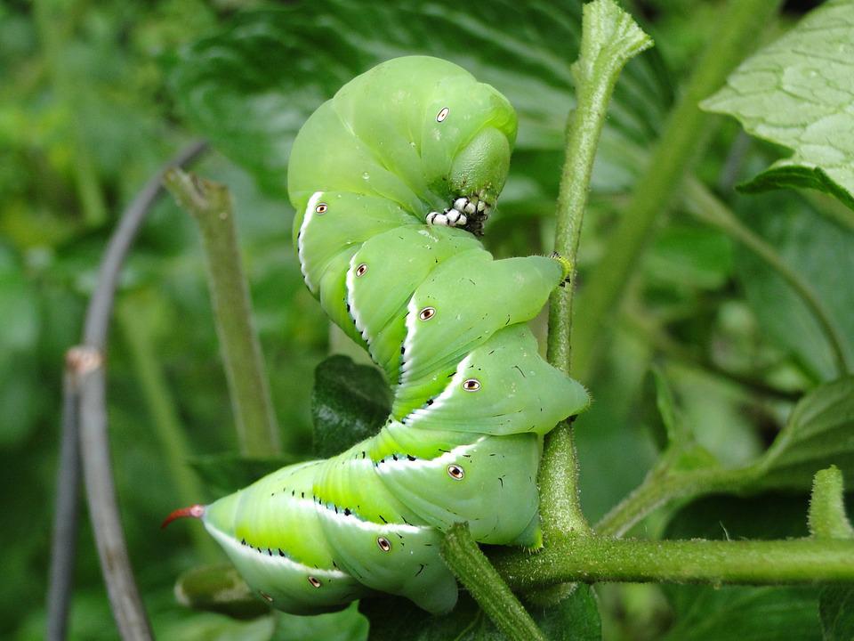 Bt and Spinosad are effective against Tomato Hornworms 