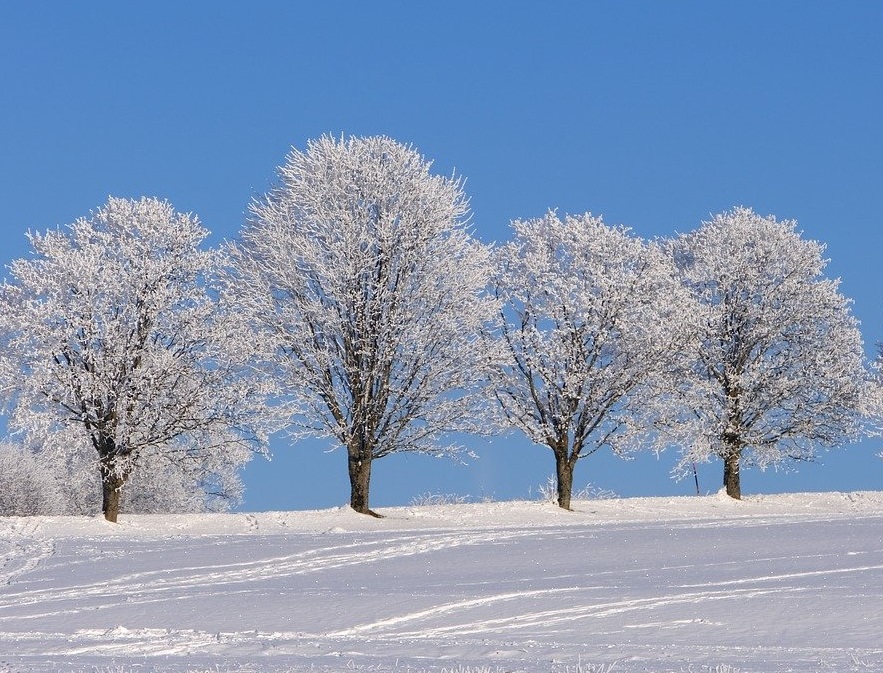 snowy trees