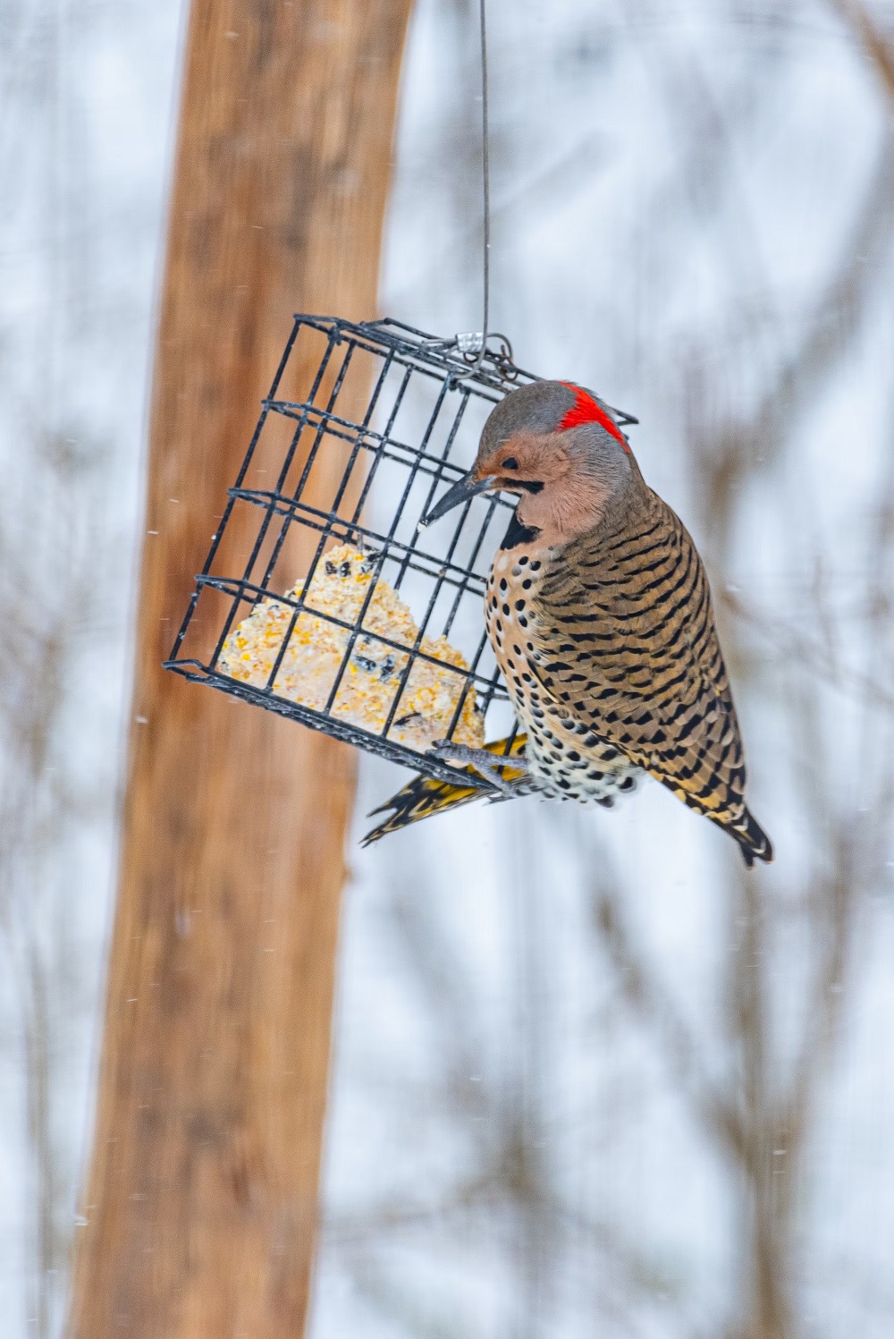 woodpecker at suet feeder